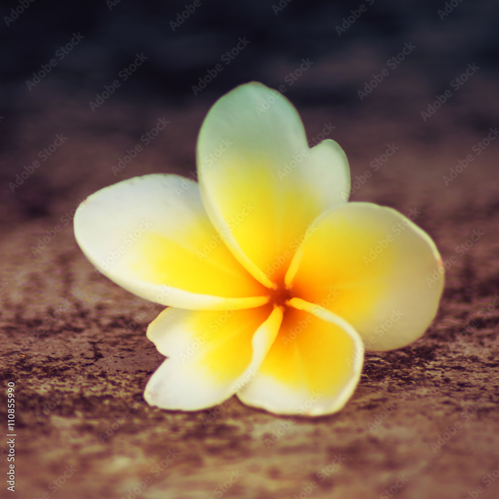 plumeria plumeria