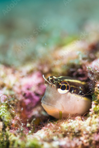 blenny photo