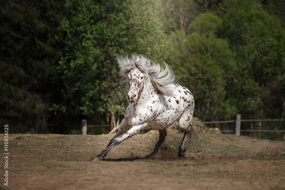 Fototapeta premium knabstrup appaloosa horse trotting in a meadow