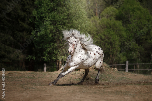 knabstrup appaloosa horse trotting in a meadow photo