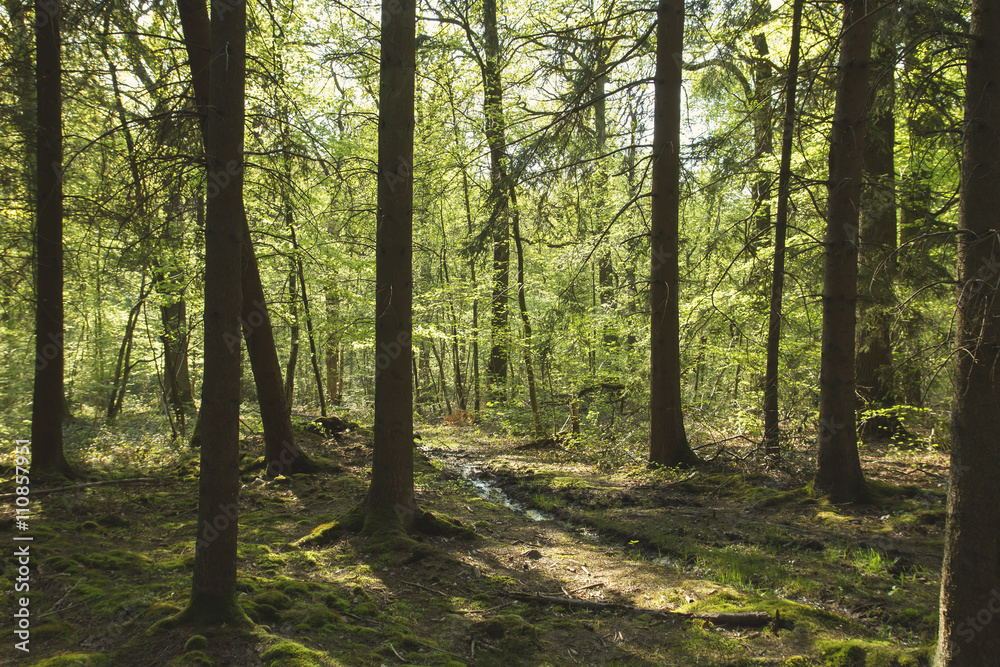 woodland in spring