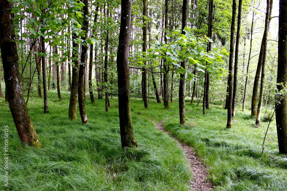 Obraz premium Frühlingsgrüner Wald