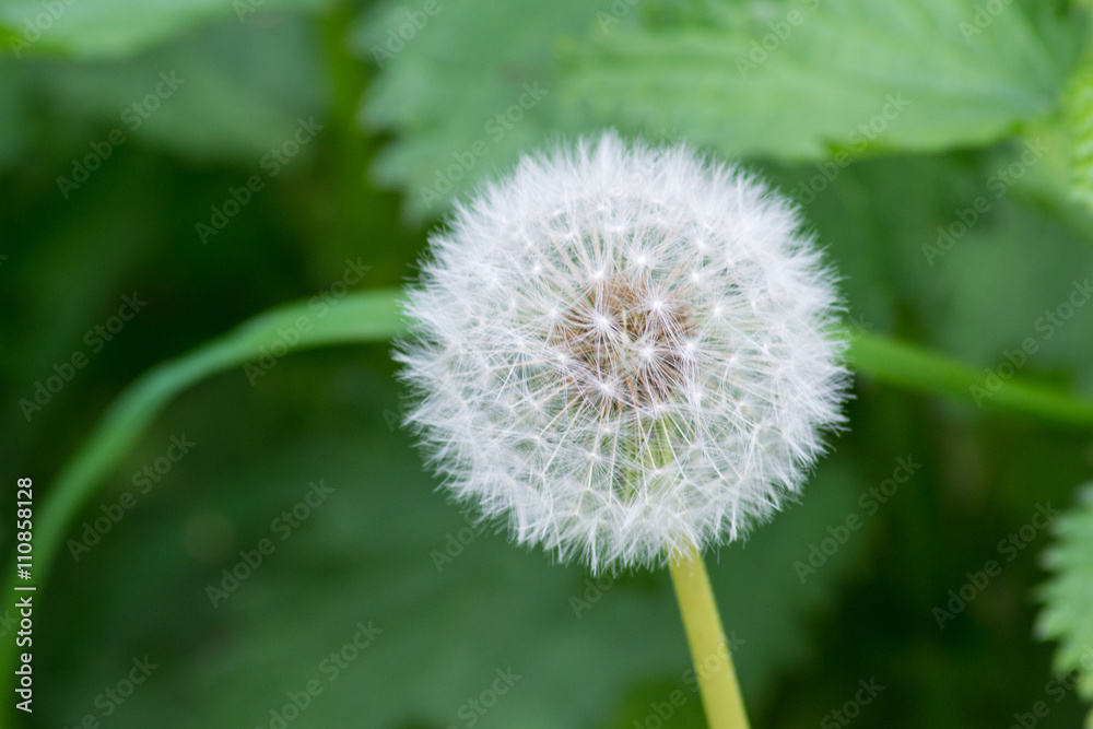 Fototapeta premium Pusteblume