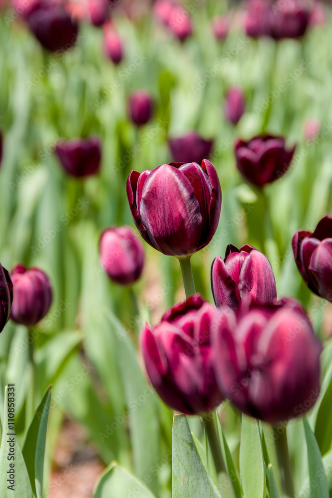 Obraz premium Purple Tulip