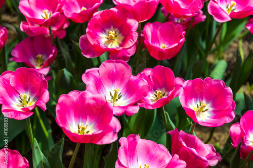 Pink Flowers in Garden © supparsorn