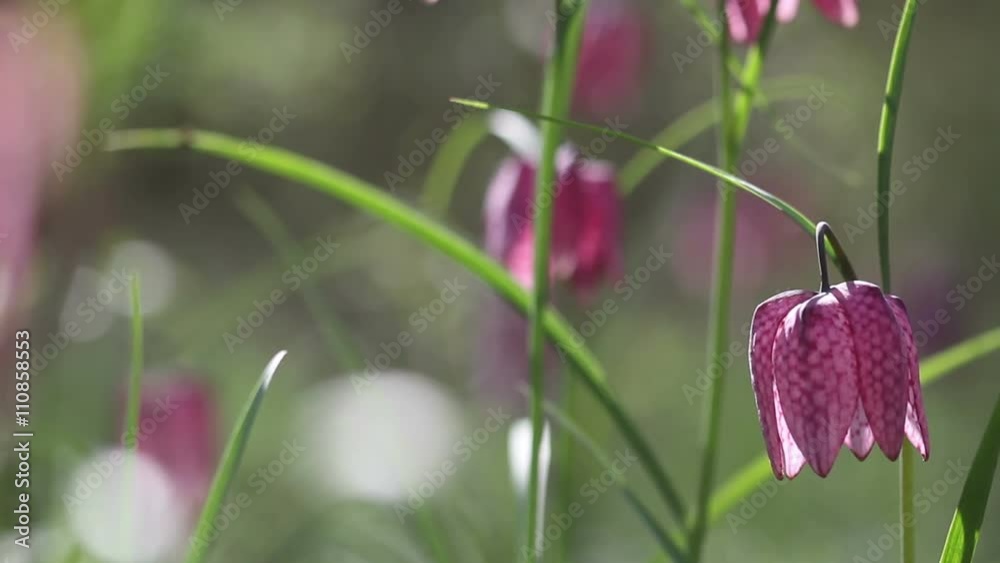 View of blooming flowers of fritillaria meleagris View of blooming flowers of fritillaria meleagris