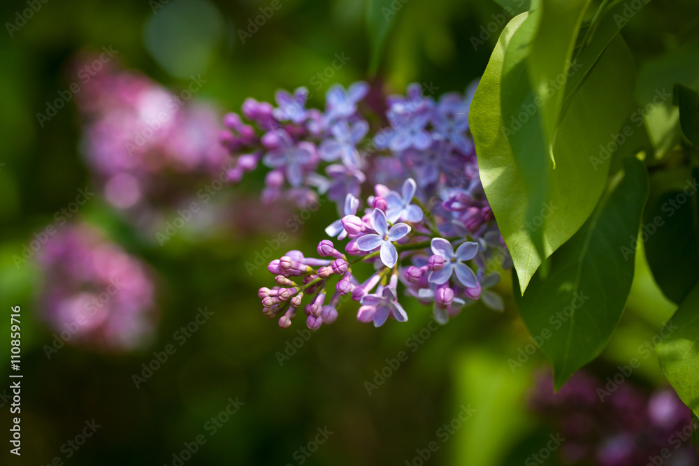 Blooming lilac Blooming lilac