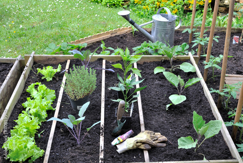 plantation de légumes dans carré potager