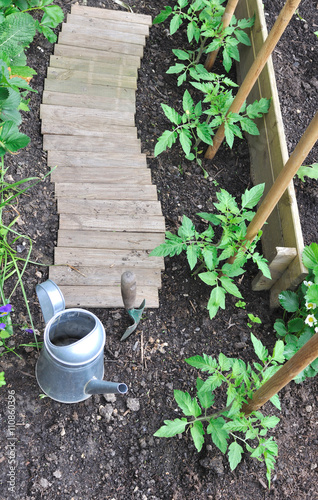 allée en bois dans potager et  jeunes plants de tomates