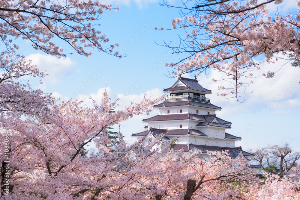 Obraz premium Tsuruga Castle surrounded by hundreds of sakura trees
