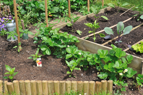 fraisiers et jeunes plants de légumes dans potager