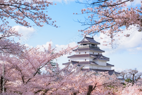Tsuruga Castle surrounded by hundreds of sakura trees
