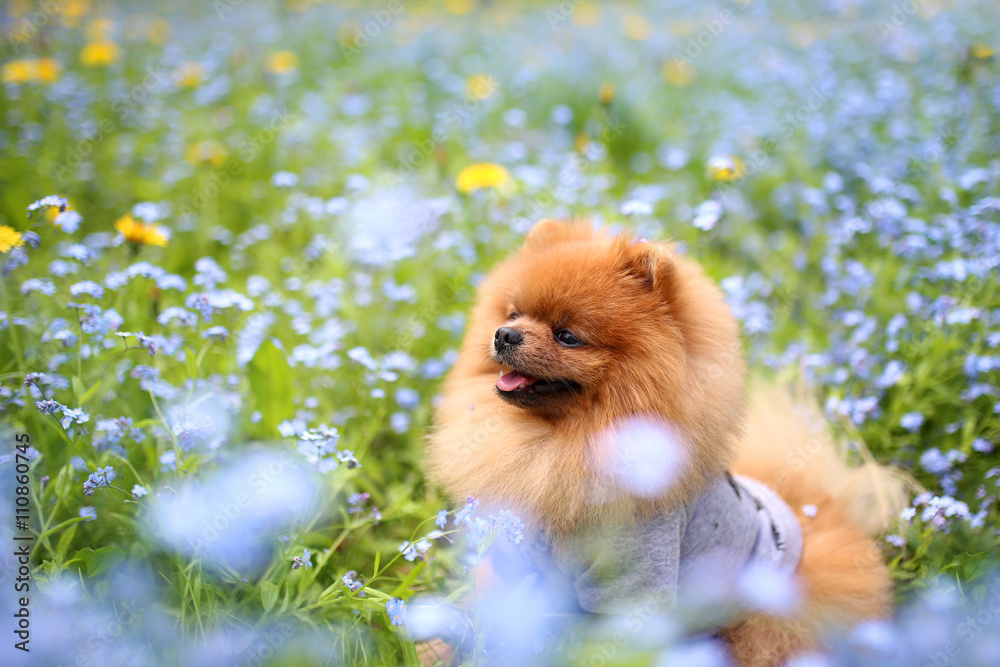 Pomeranian dog on a walk. Dog outdoor. Beautiful dog. Dog in forget-me-not flowers