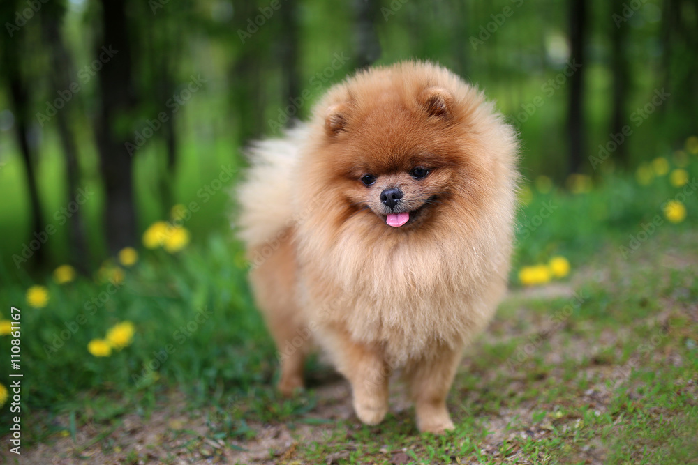 Pomeranian dog on a walk. Dog outdoor. Beautiful dog Pomeranian dog on a walk. Dog outdoor. Beautiful dog
