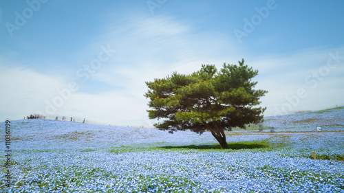 Nemophila, flower field at Hitachi Seaside Park in spring, Japan photo