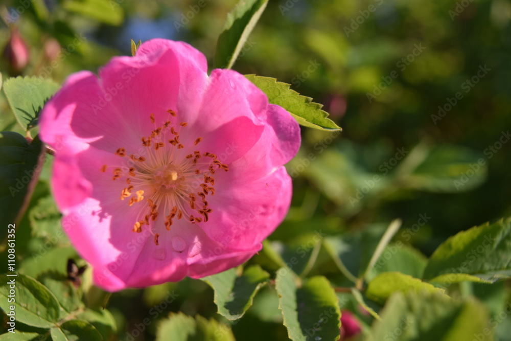 Bright colorful wild rose flower with pink petals Bright colorful wild rose flower with pink petals