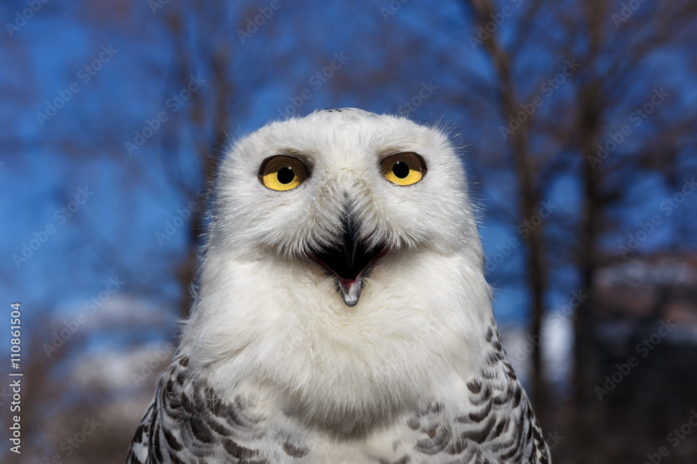 Obraz premium Closeup portrait of a Snowy Owl on Blue sky