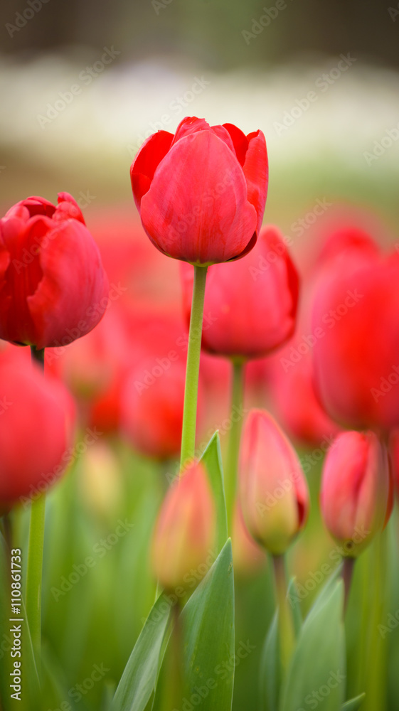 Yellow tulips. Colorful tulips in spring season Yellow tulips. Colorful tulips in spring season