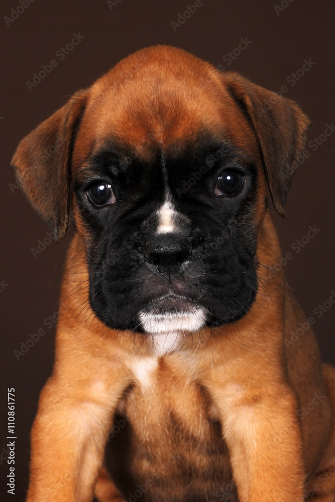 beautiful puppy breed boxer stares at the camera beautiful puppy breed boxer stares at the camera