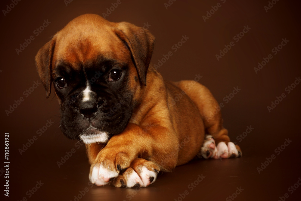 Redhead cute sad puppy boxer lies paws crossed