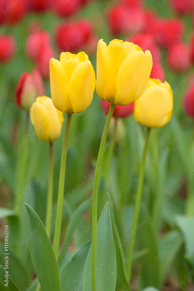 Tulip,Yellow tulips and red tulips in spring season Tulip,Yellow tulips and red tulips in spring season