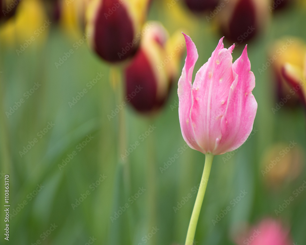 Pink tulips. Colorful tulips in spring season Pink tulips. Colorful tulips in spring season