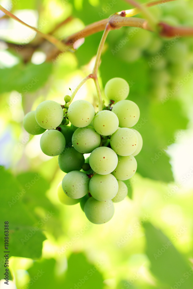 Green grapes grow in summer