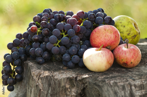 Виноград, яблоки, груши на старом пне.