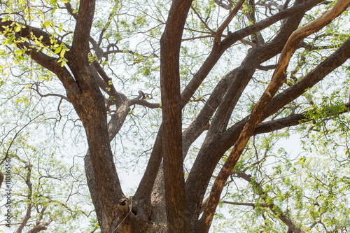 Tree branches with afternoon sunshine.