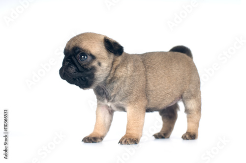 One month pug puppy