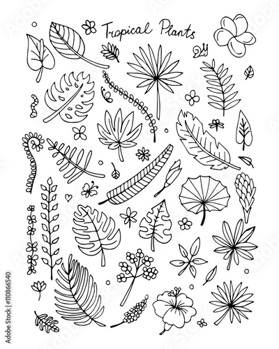 Tropical plants, sketch for your design