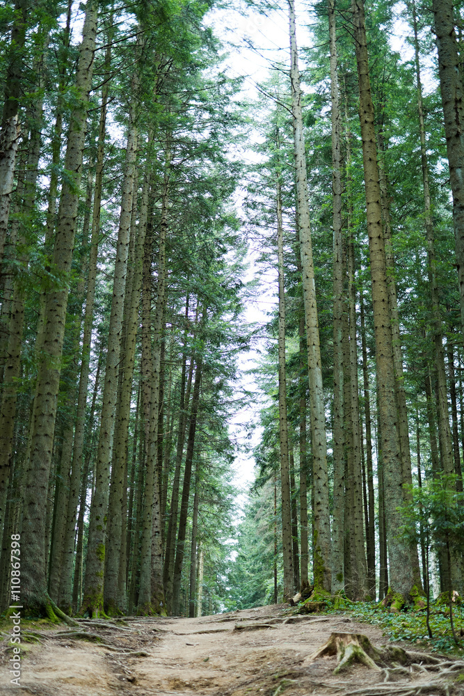 Obraz premium Footpath in the coniferous wood
