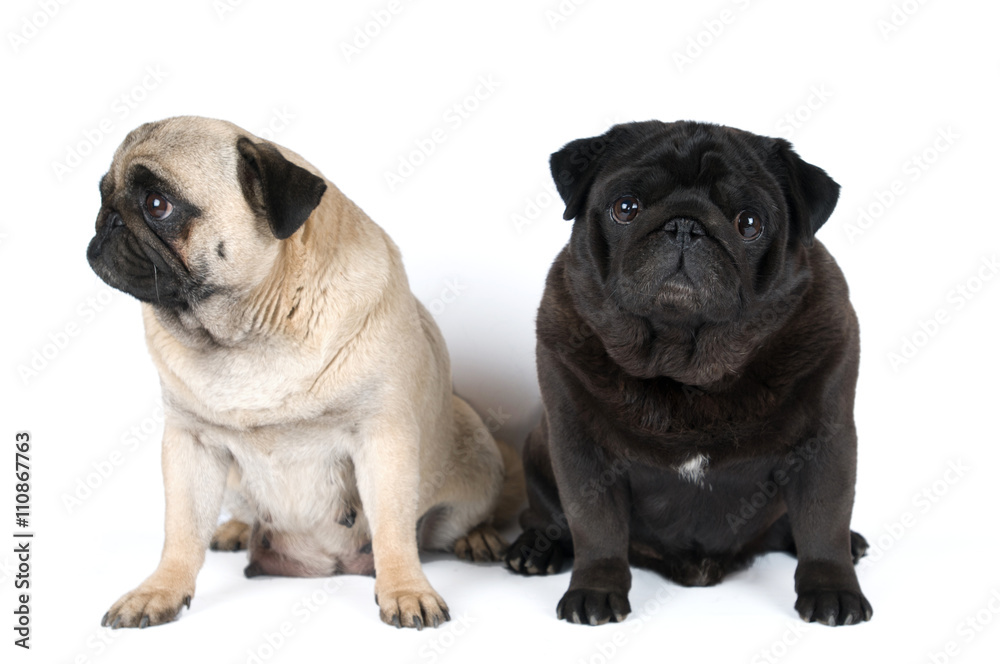 Two purebred pugs portrait Two purebred pugs portrait