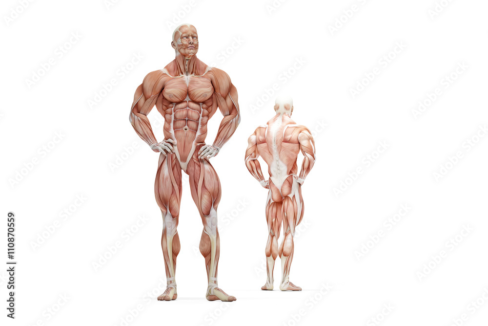 3D illustration of Human Muscle Anatomy. Isolated. Contains clip 3D illustration of Human Muscle Anatomy. Isolated. Contains clip