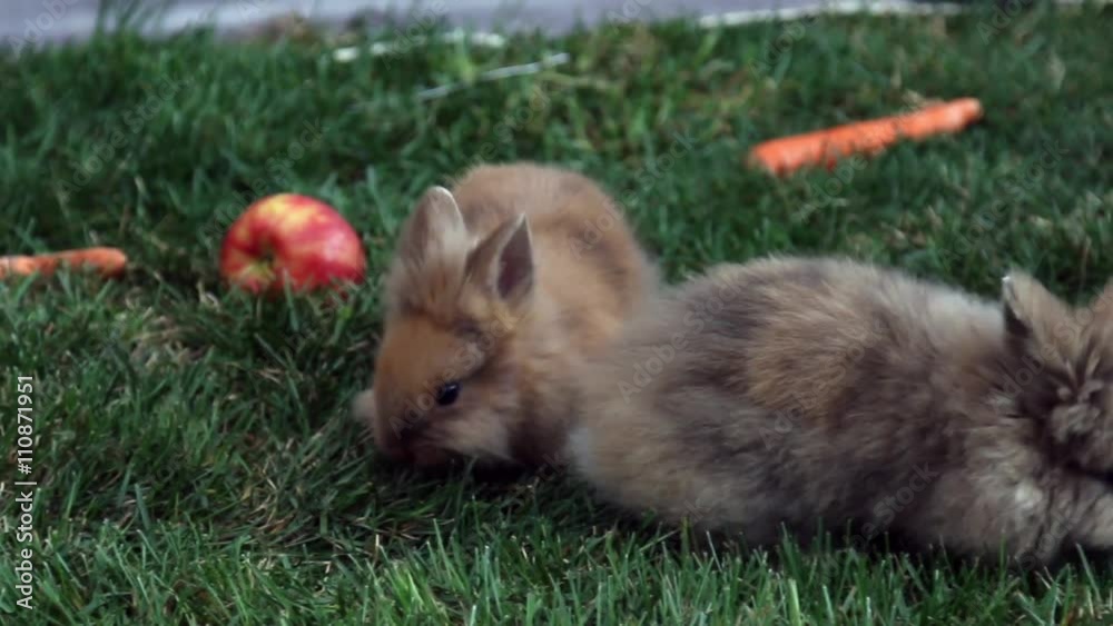 Funny rabits on the grass Funny rabits on the grass