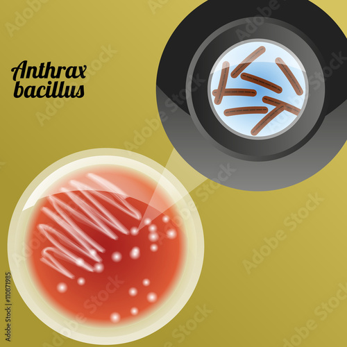 Anthrax bacillus