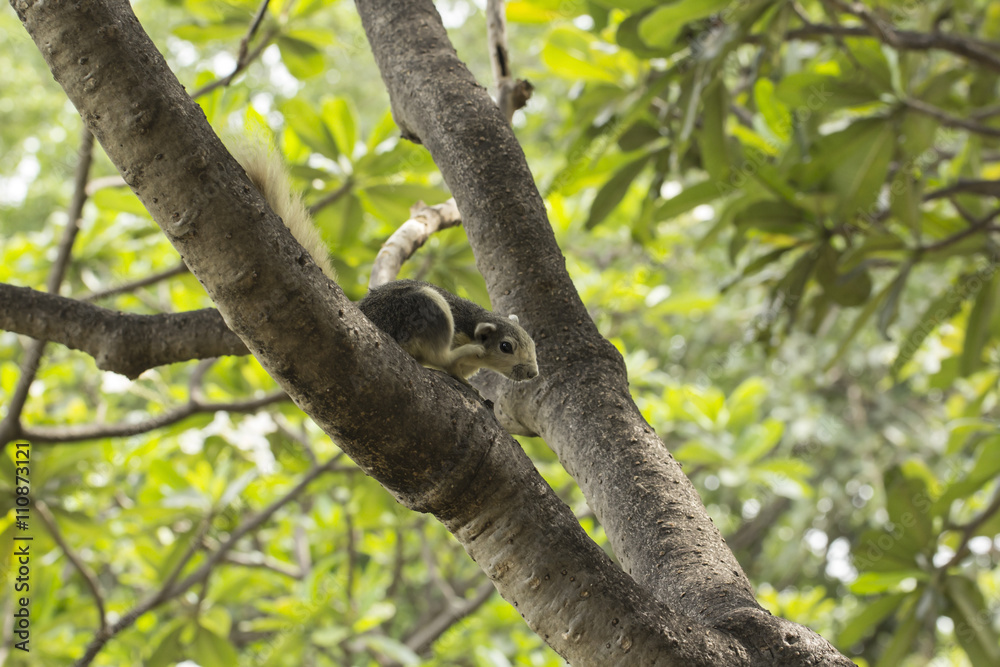 Squirrel scratching hair on a tree at a park. Squirrel scratching hair on a tree at a park.