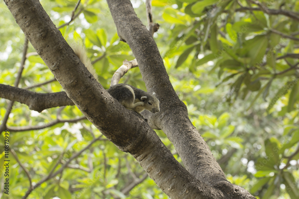 Squirrel scratching hair on a tree at a park. Squirrel scratching hair on a tree at a park.