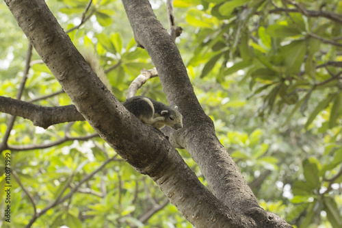 Squirrel  scratching hair on a tree at a park.