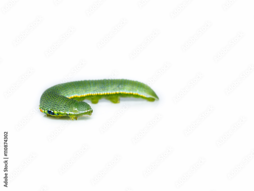 Naklejka premium Caterpillar of great orange tip butterfly