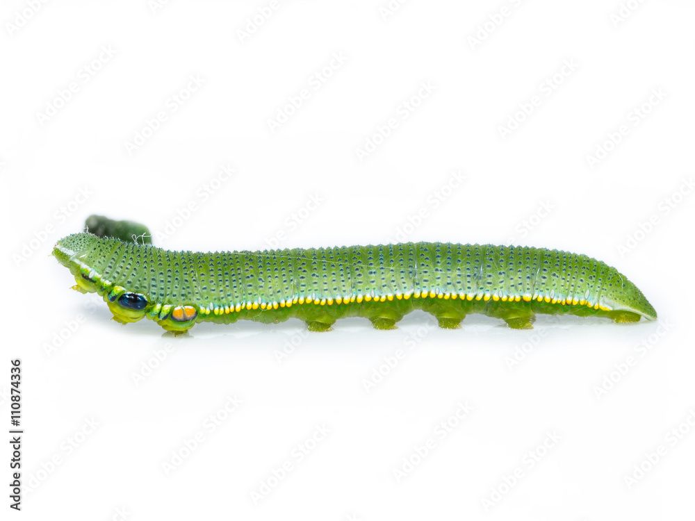 Naklejka premium Caterpillar of great orange tip butterfly