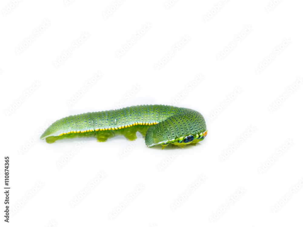 Obraz premium Caterpillar of great orange tip butterfly