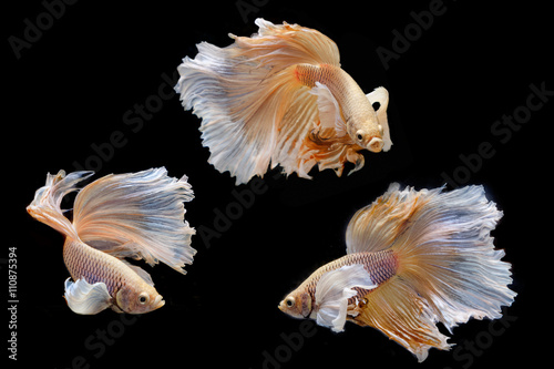 Moving moment of big ear siamese fighting fish isolated on black © praisaeng