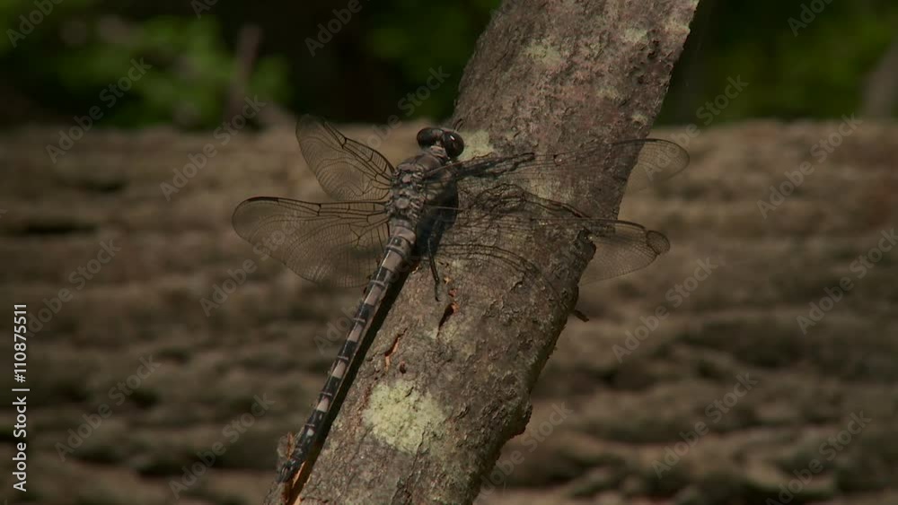 Gray Petaltail (Tachopteryx thoreyi) Dragonfly - Male 4 Gray Petaltail (Tachopteryx thoreyi) Dragonfly - Male 4