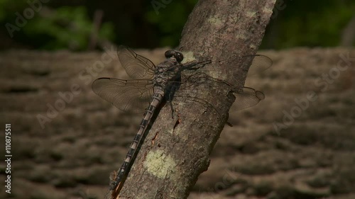 Gray Petaltail (Tachopteryx thoreyi) Dragonfly - Male 4 photo