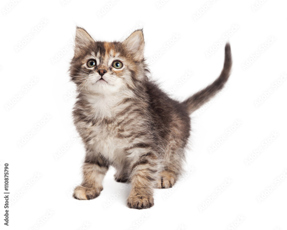 Curious Little Tabby Kitten on White