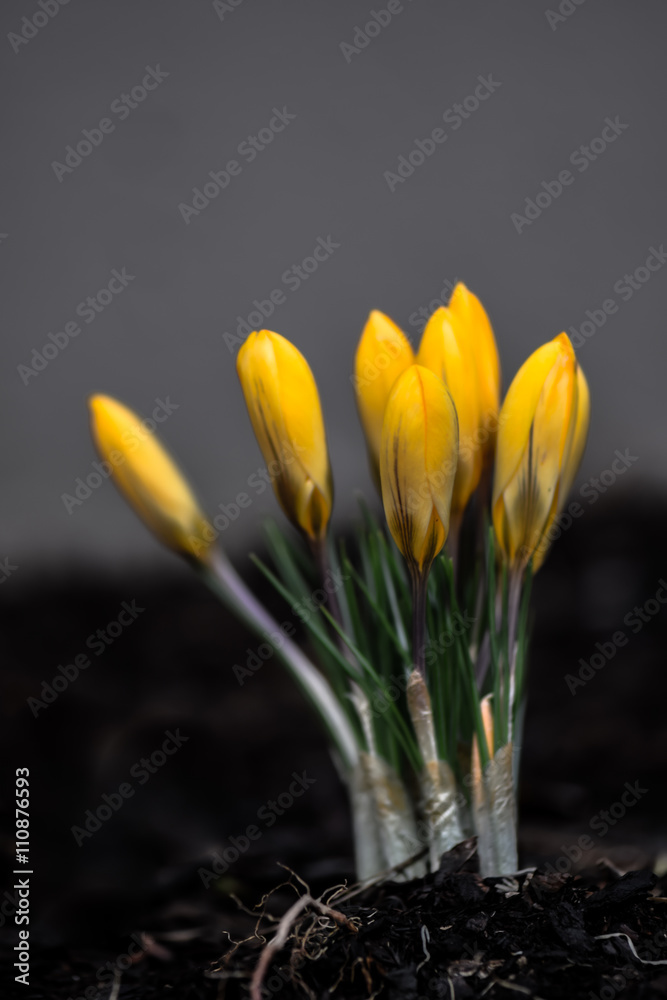 Fototapeta premium Yellow Crocus Bunch