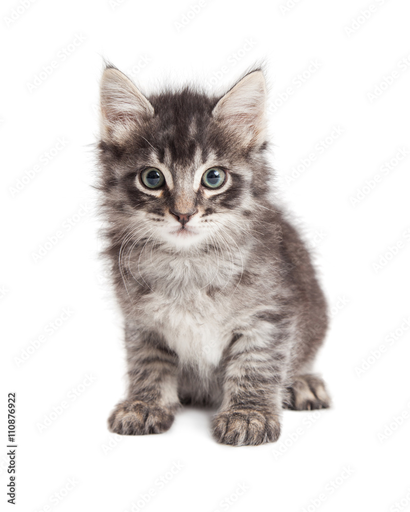 Cute kitten black and grey tabby