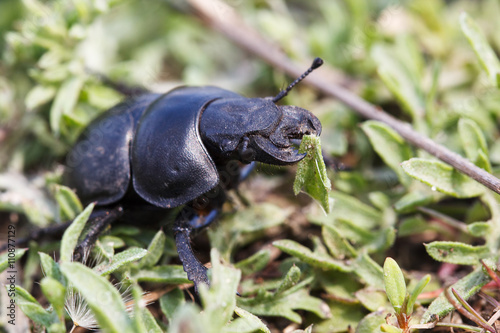 Beetle the deer on grass in sunlight.