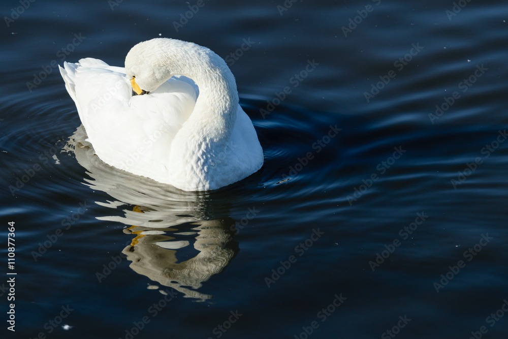 Naklejka premium 佇む白鳥